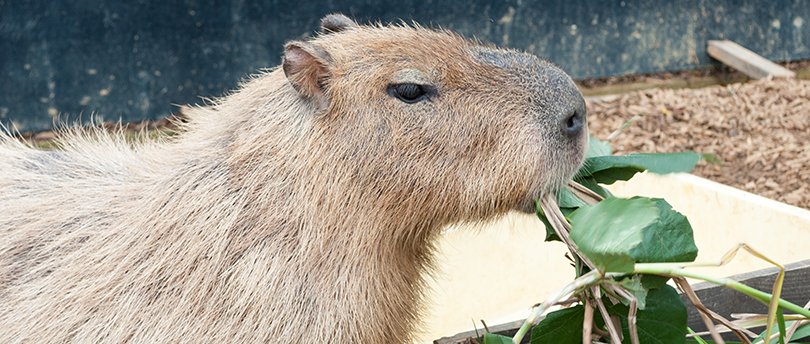 capibara4
